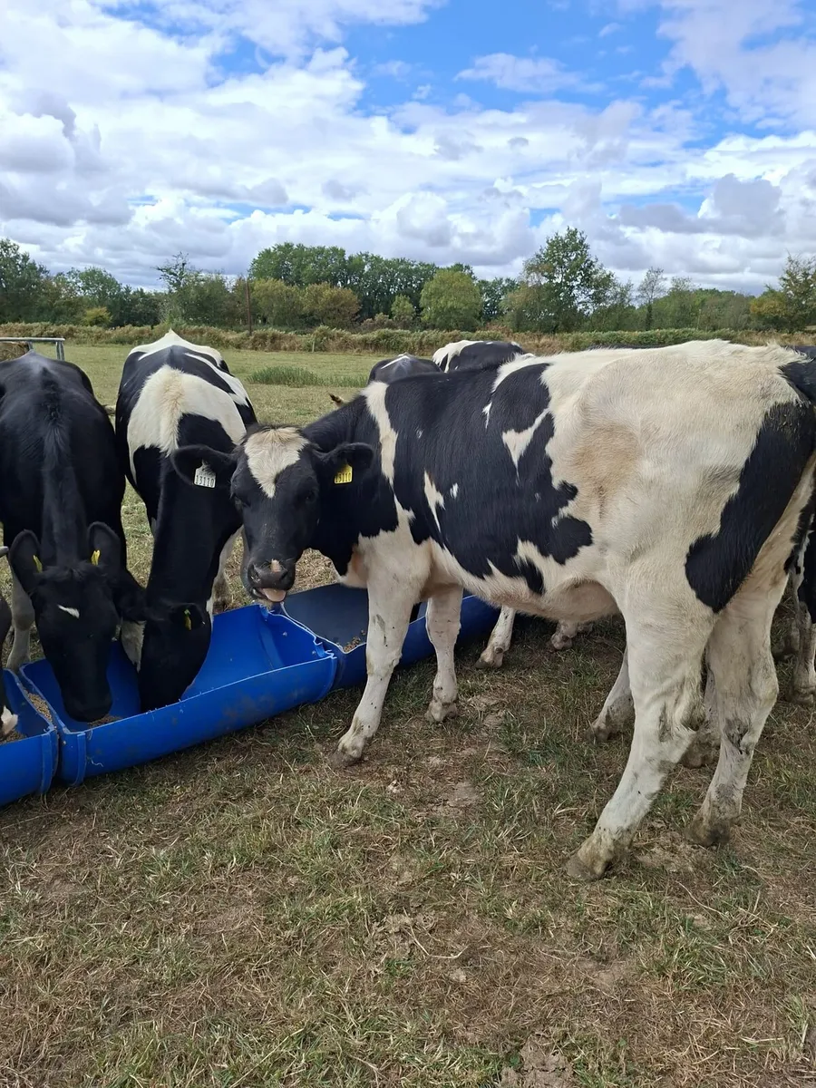 17 Friesian Autumn Maiden Heifers - Image 1