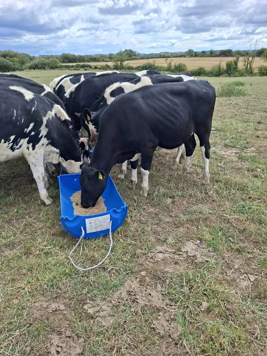 17 Friesian Autumn Maiden Heifers - Image 2