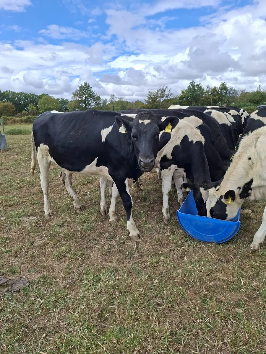 17 Friesian Autumn Maiden Heifers - Image 3