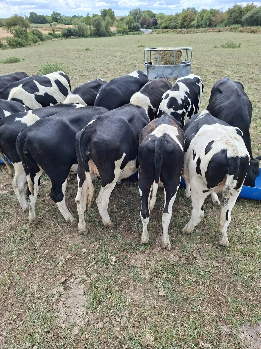 17 Friesian Autumn Maiden Heifers - Image 4