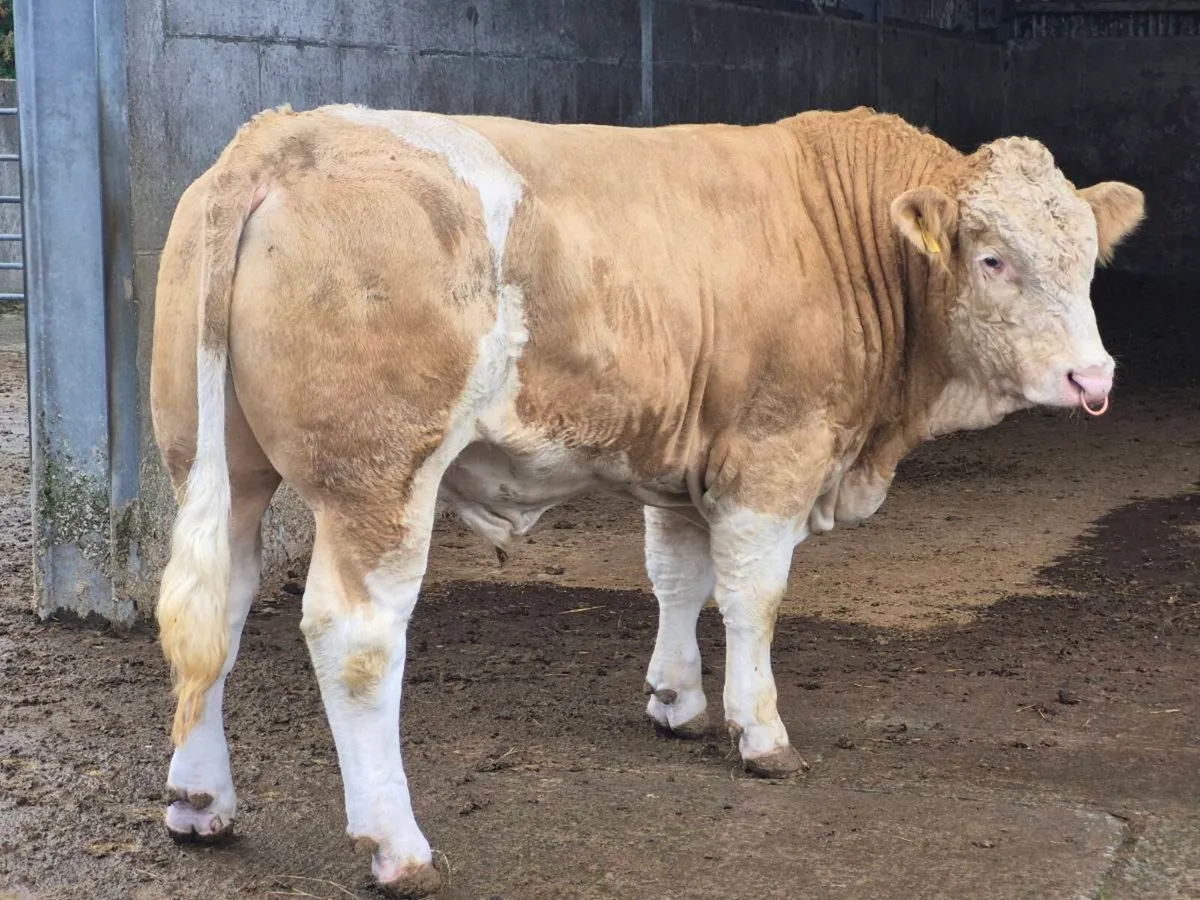 FULLY POLLED PEDIGREE SIMMENTAL BULLS & HEI - Image 2