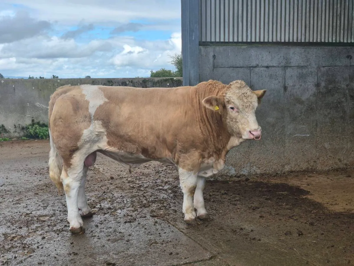 FULLY POLLED PEDIGREE SIMMENTAL BULLS & HEI - Image 3