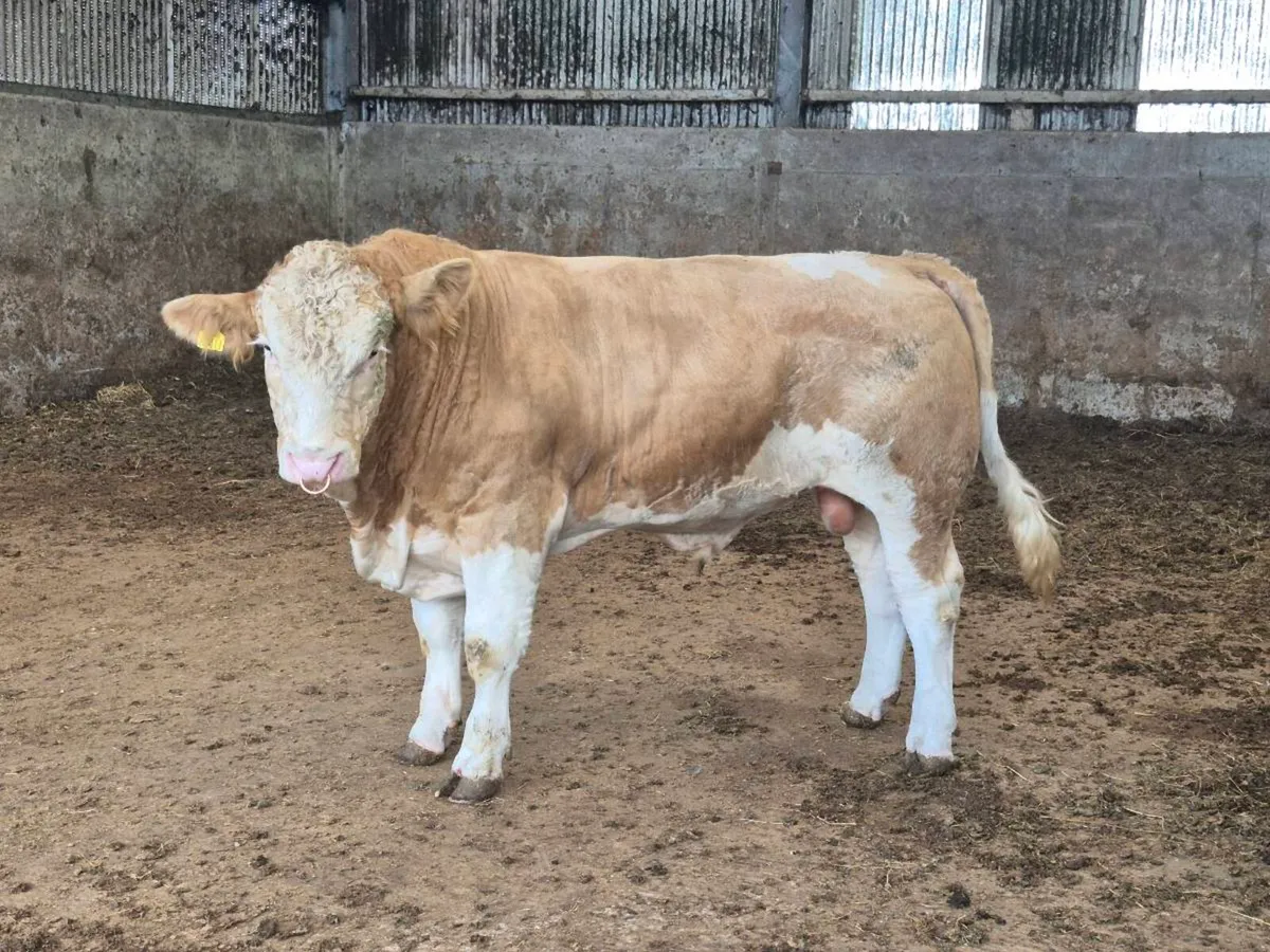 FULLY POLLED PEDIGREE SIMMENTAL BULLS & HEI - Image 4