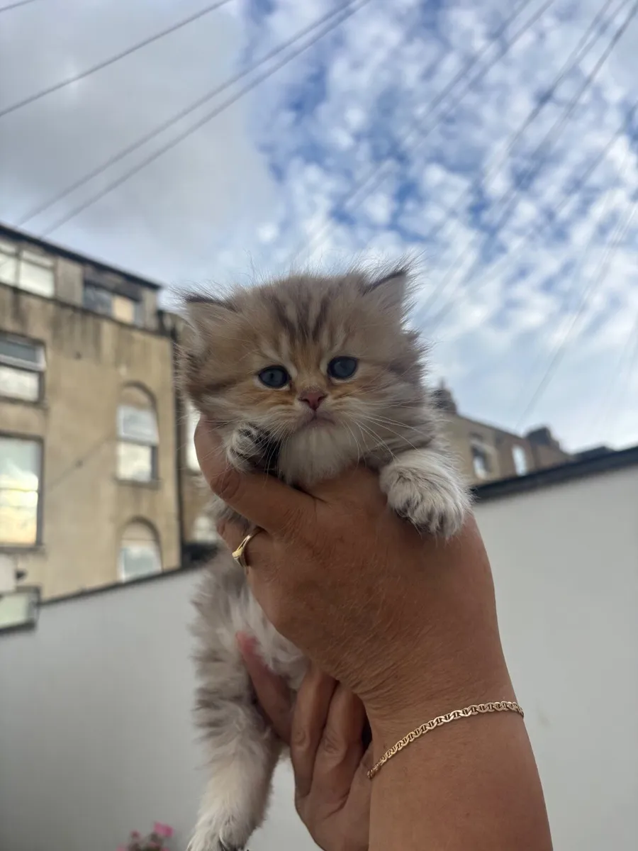 🐾 British Longhair Kittens - Image 1