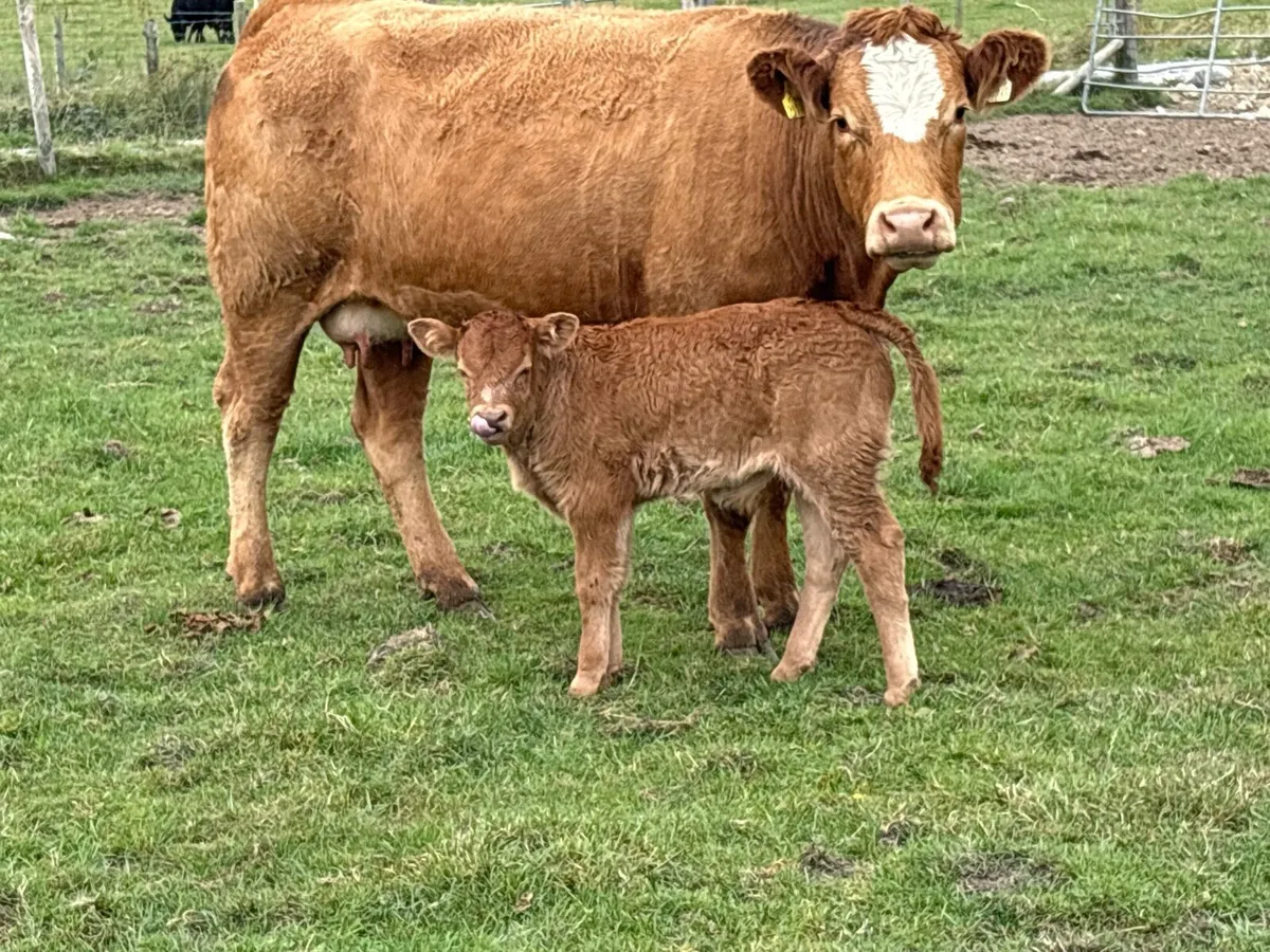 10 first and second freshly  calved cows - Image 3