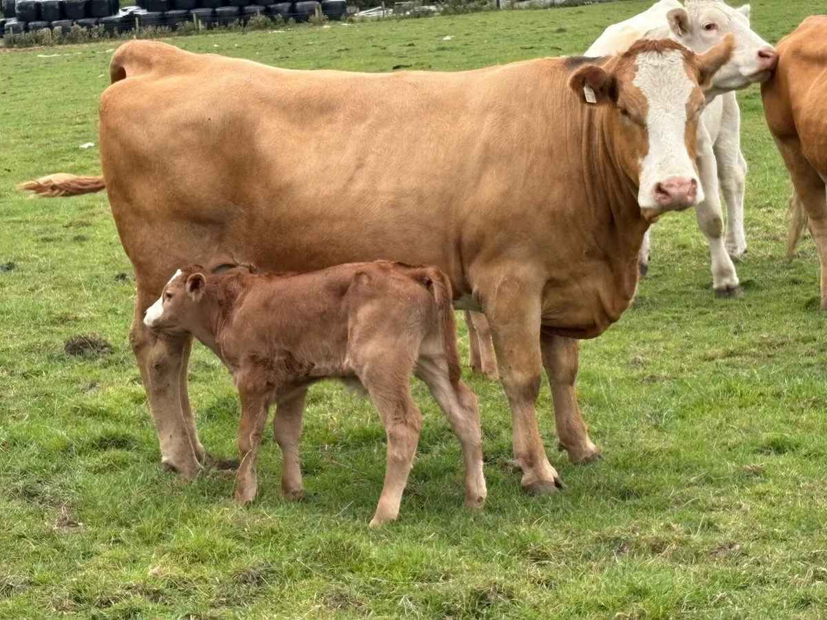 10 first and second freshly  calved cows - Image 4