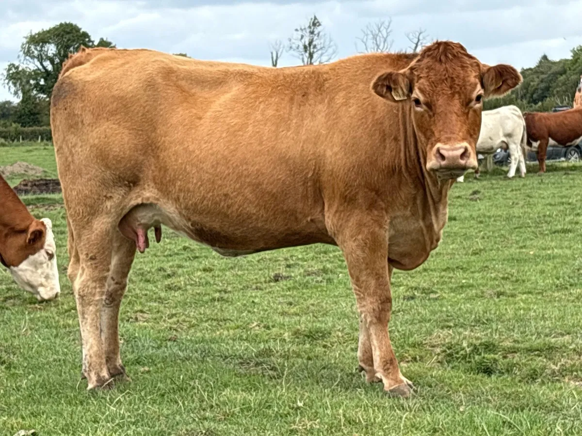 10 first and second freshly  calved cows - Image 2