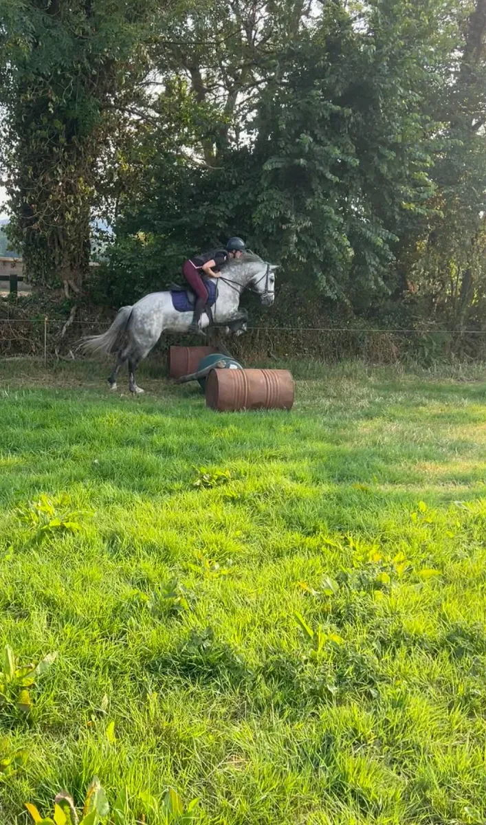 Bombproof all rounder Connemara - Image 1