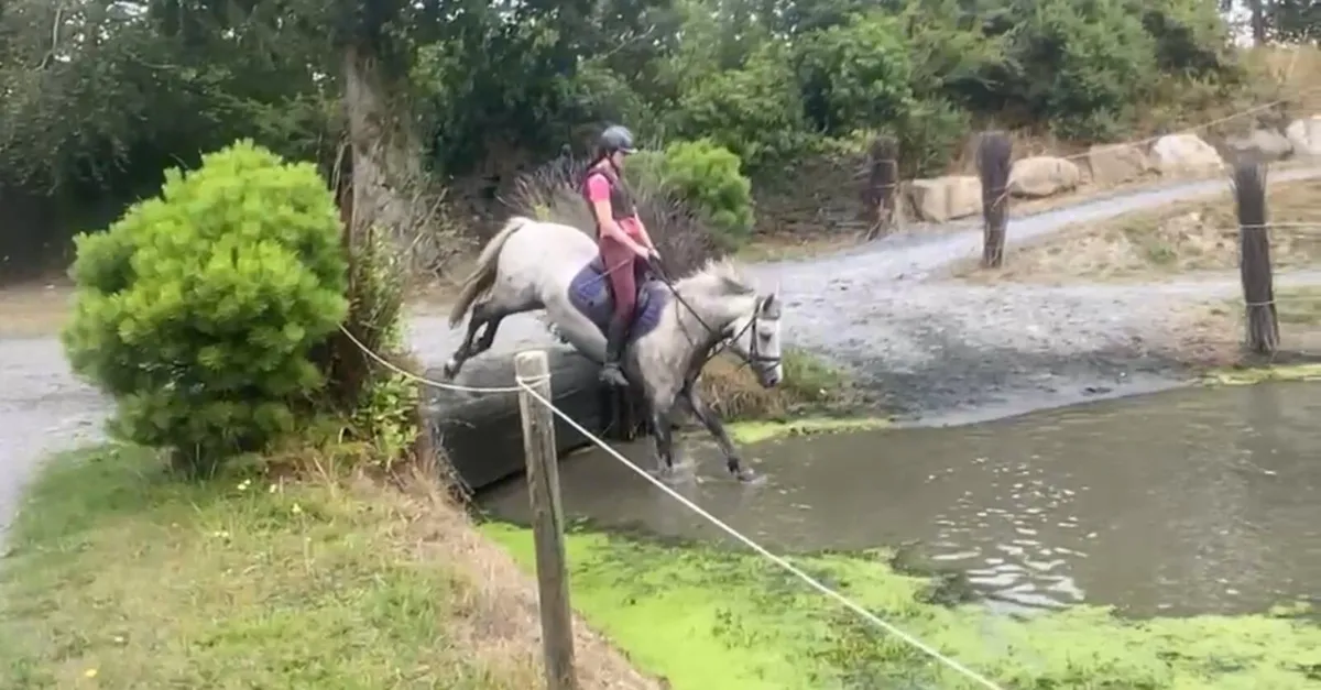 Bombproof all rounder Connemara - Image 4