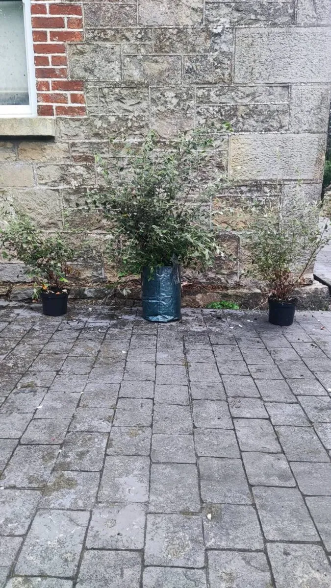 Quality Coral Berry Hedging in sizes - Image 1