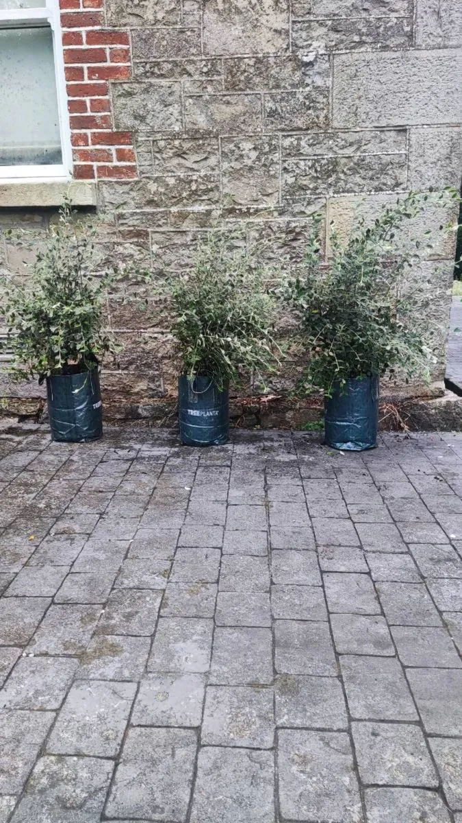 Quality Coral Berry Hedging in sizes - Image 2