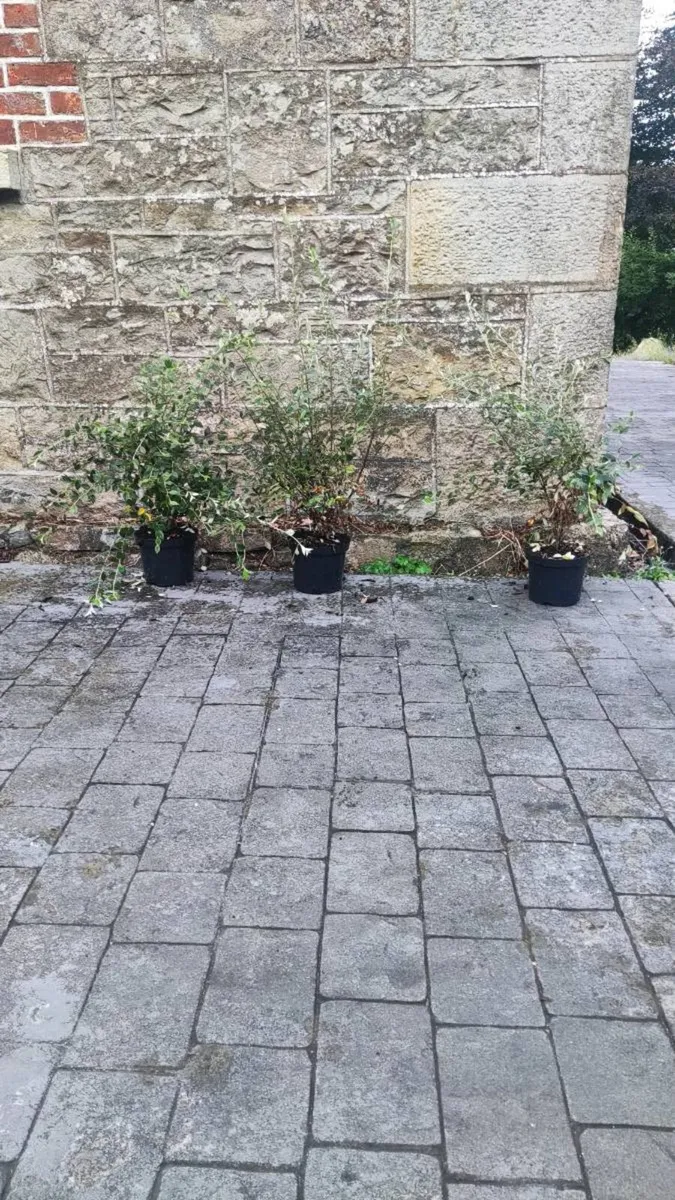 Quality Coral Berry Hedging in sizes - Image 3