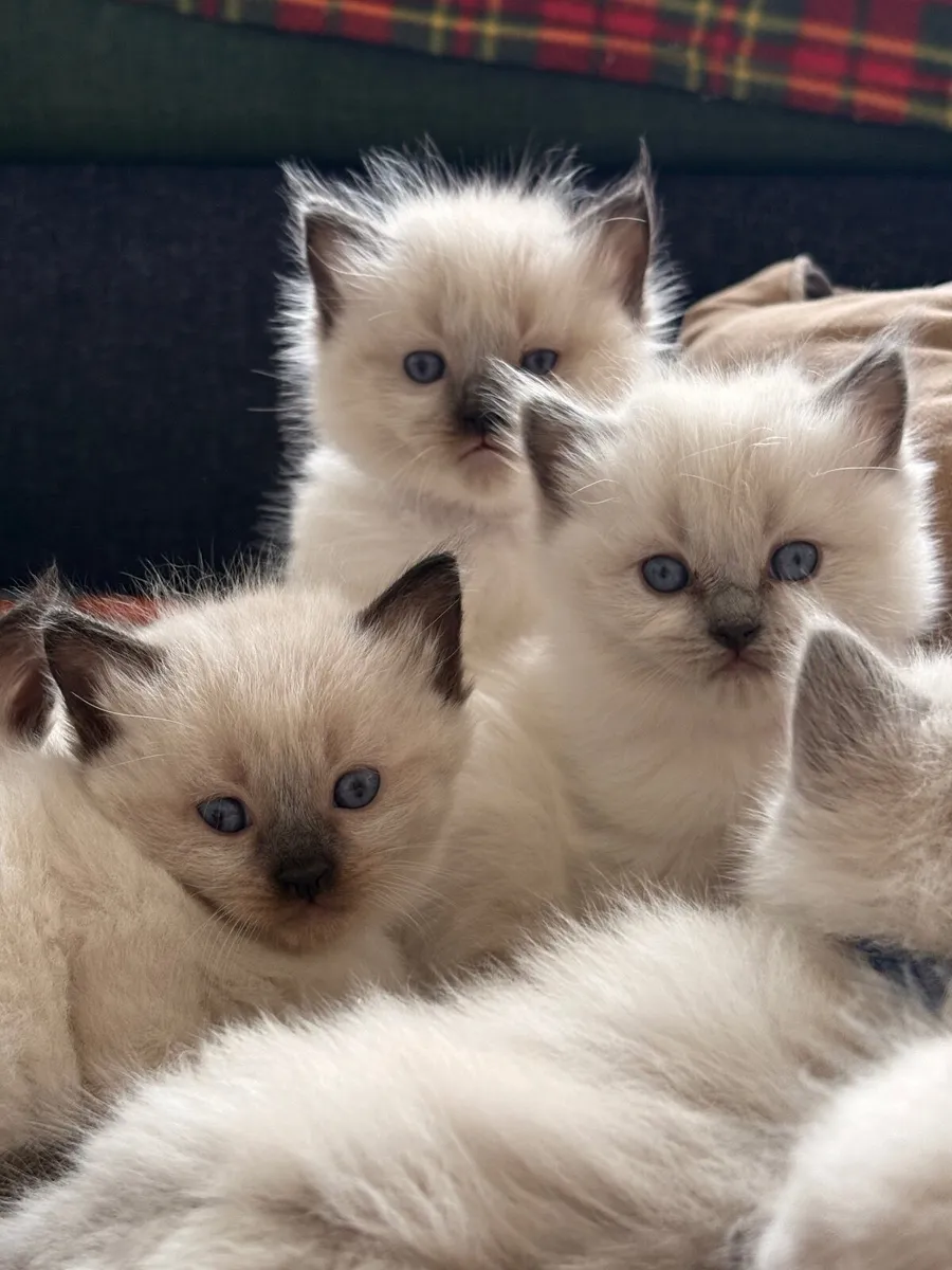 😻 Purebred Ragdoll Kittens😻 - Image 1