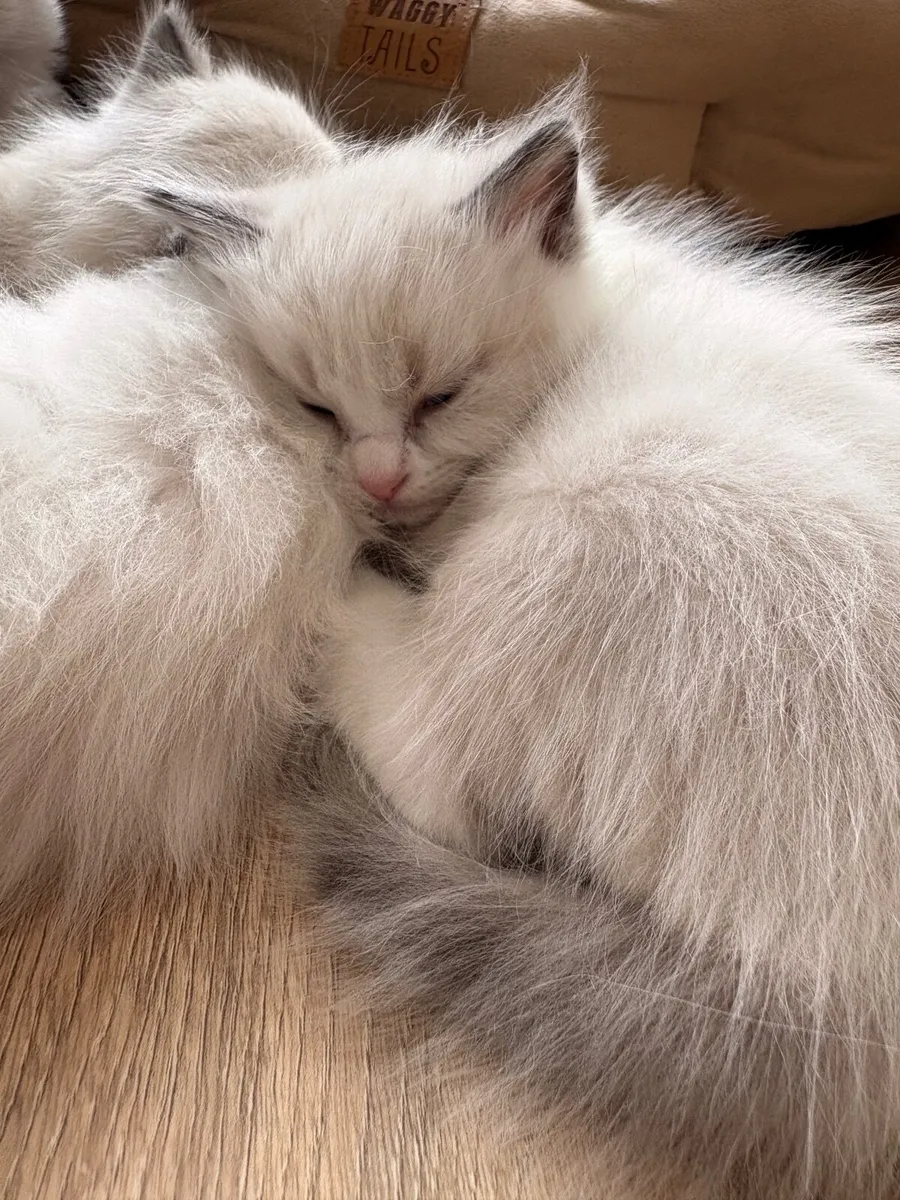 😻 Purebred Ragdoll Kittens😻 - Image 4
