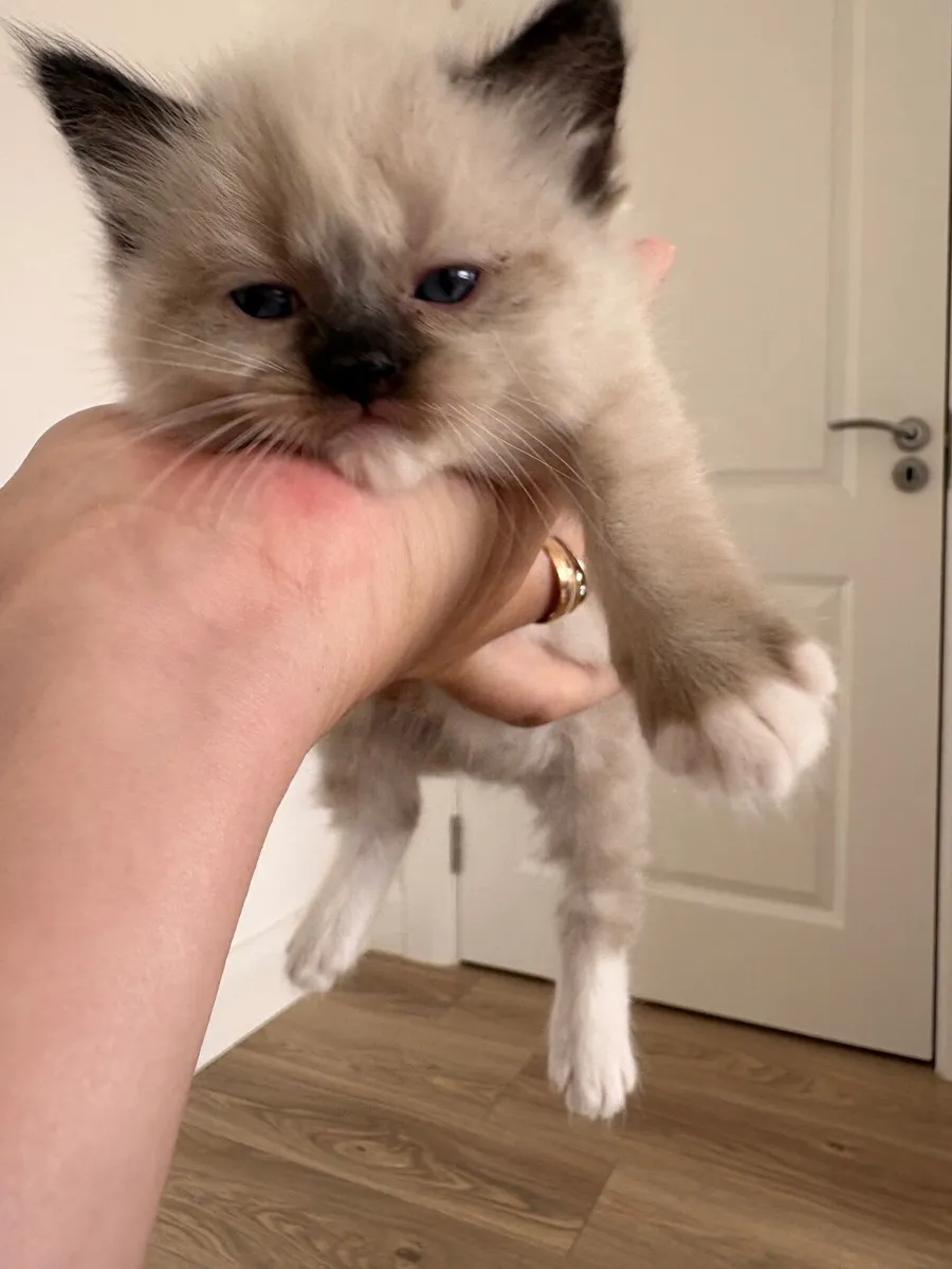 😻 Purebred Ragdoll Kittens😻 - Image 2