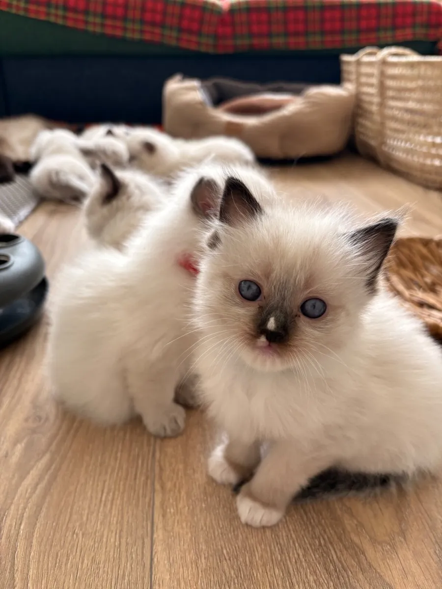 😻 Purebred Ragdoll Kittens😻 - Image 3