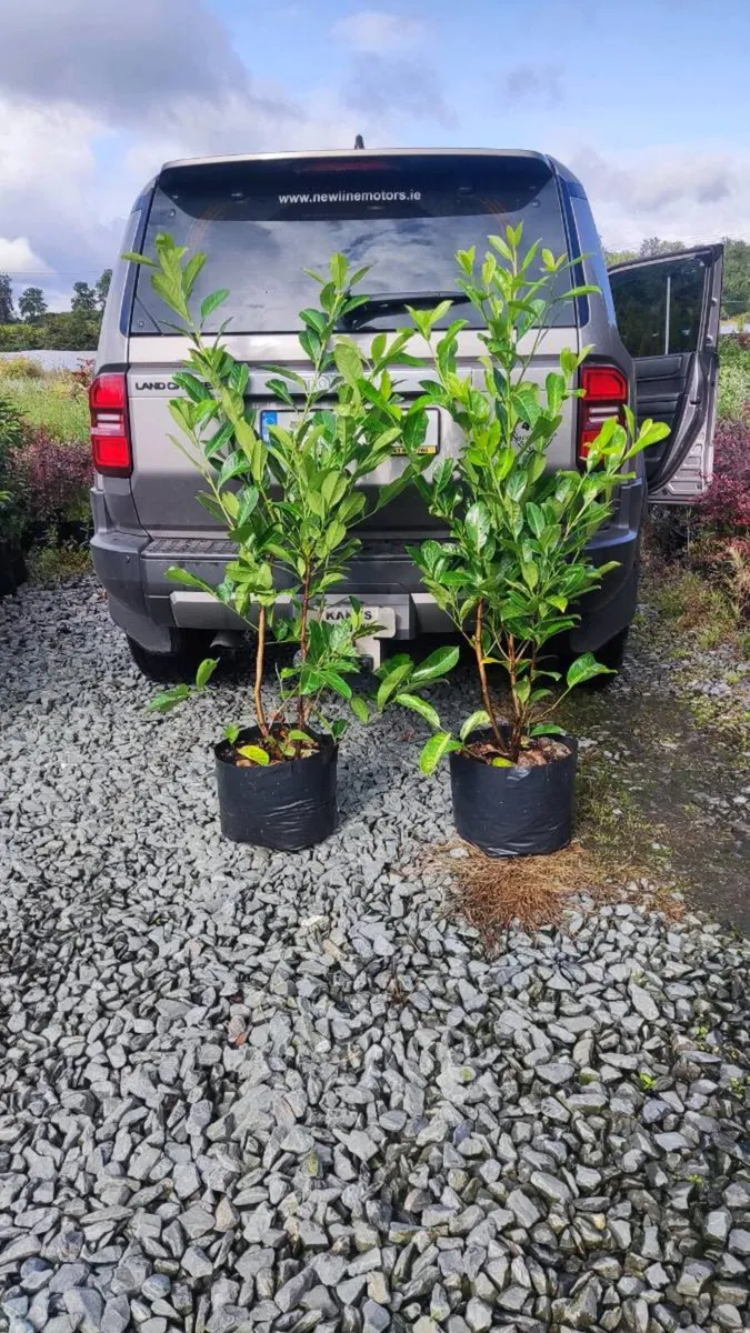 Quality Coral Berry Hedging in sizes - Image 4