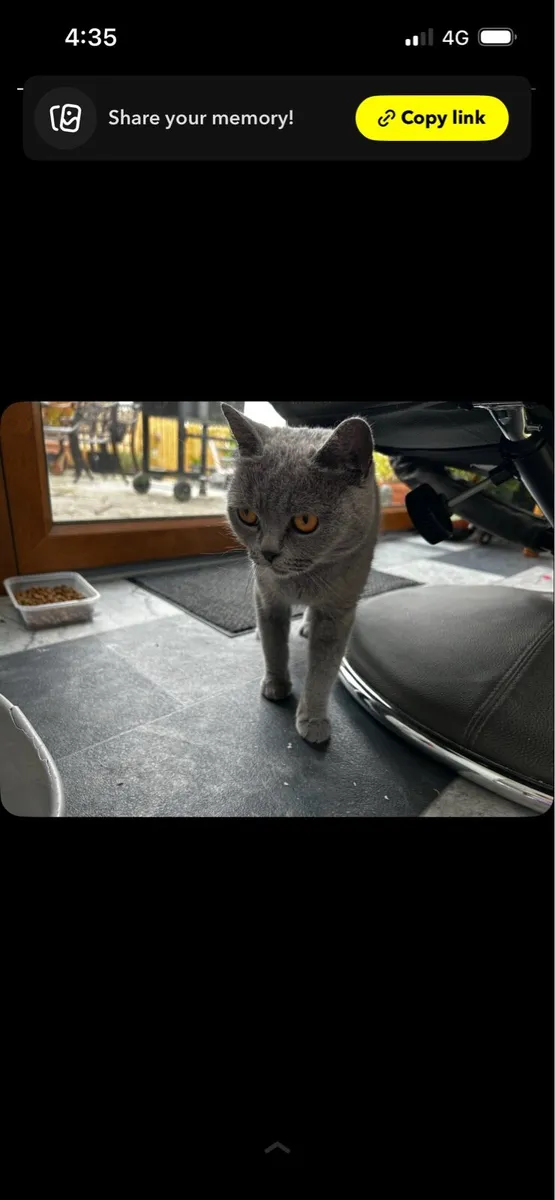 Female British shorthair - Image 2