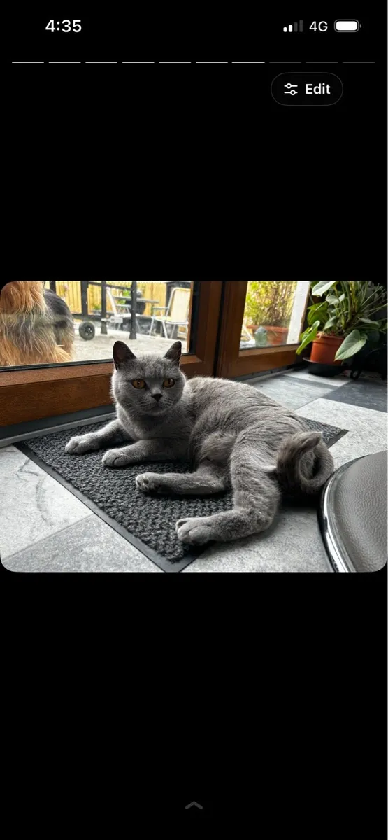 Female British shorthair - Image 1