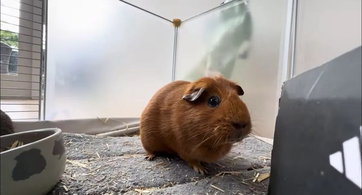 Guinea pig - Image 1