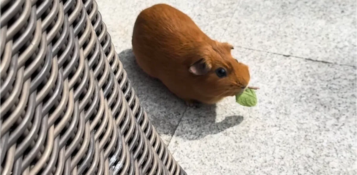 Guinea pig - Image 2