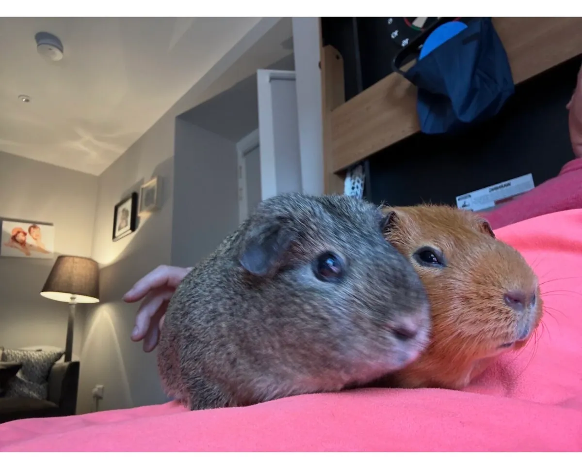 Guinea pig - Image 3