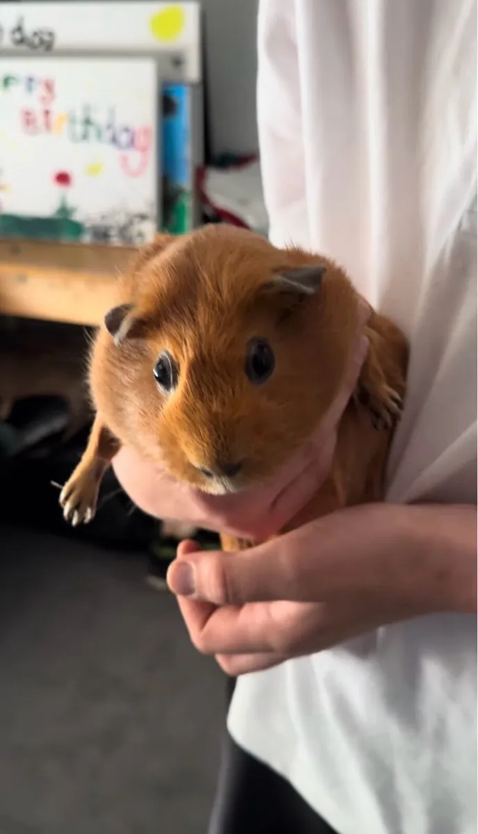 Guinea pig - Image 4
