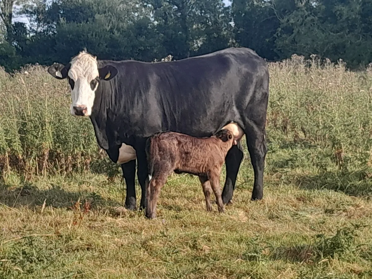 Sucklers First Calvers - Image 4