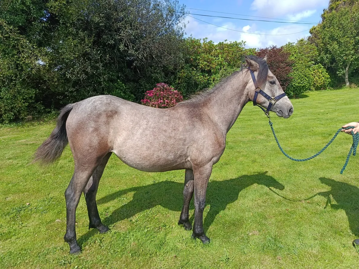 Performance Connemara Yearling Filly - Image 2