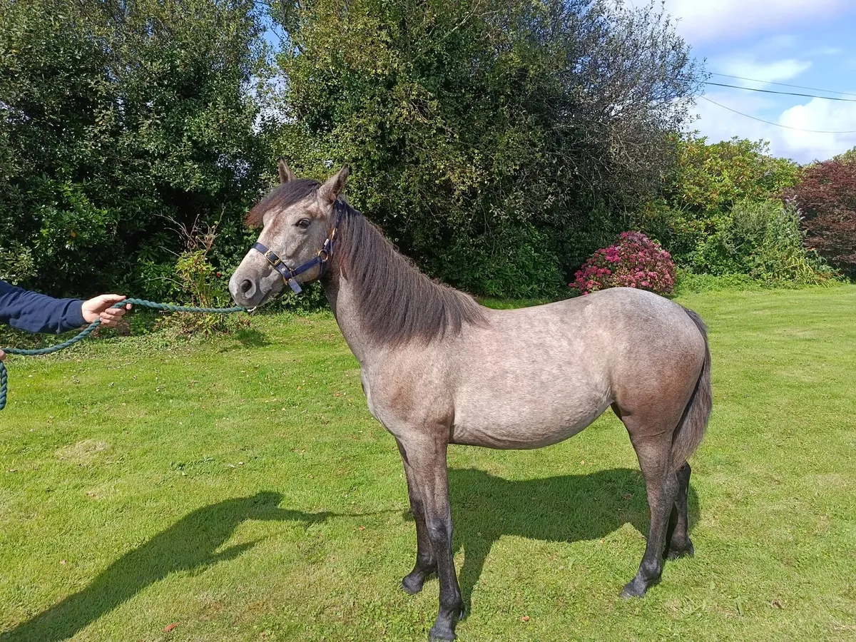 Performance Connemara Yearling Filly - Image 3