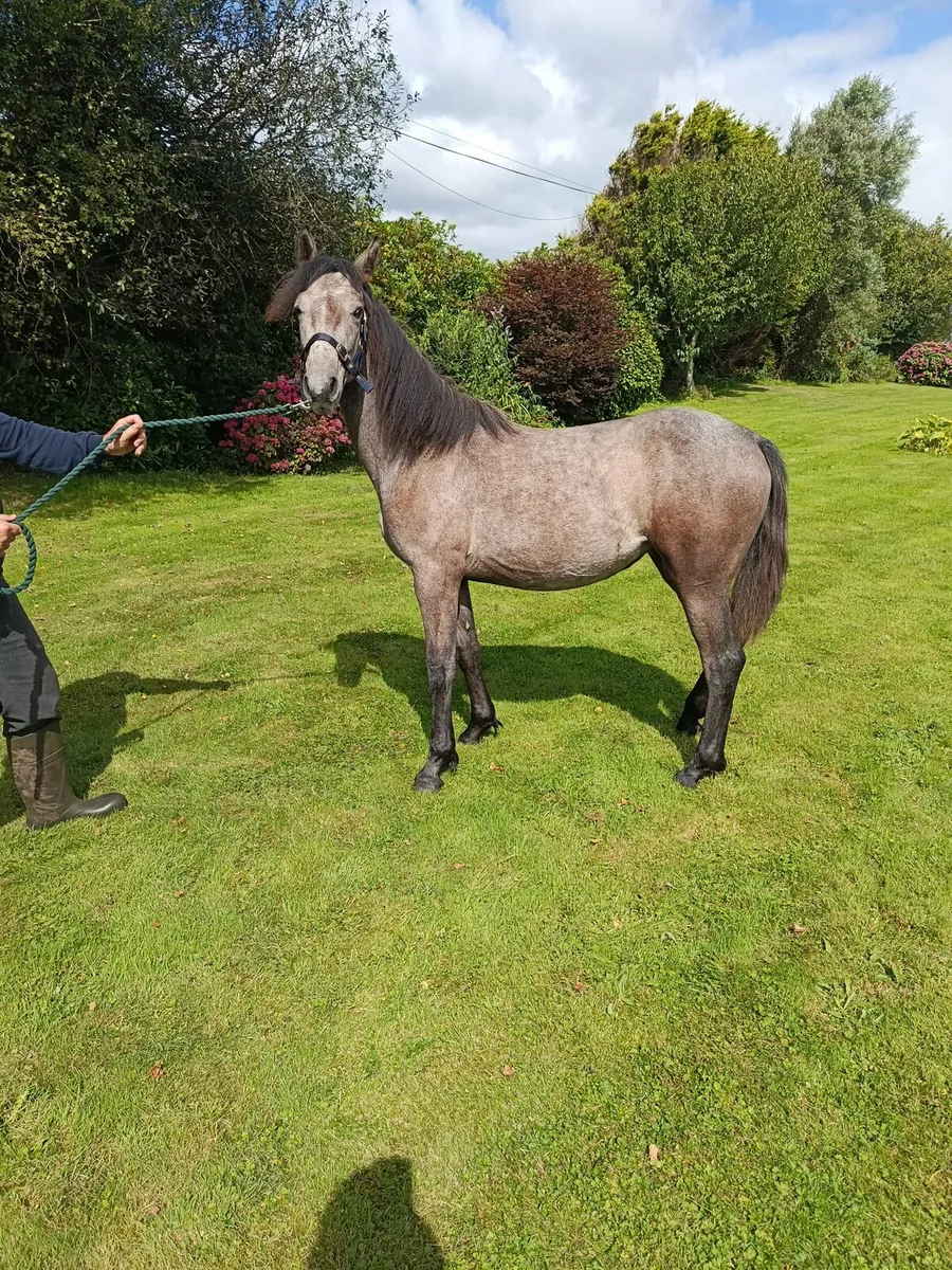 Performance Connemara Yearling Filly - Image 4