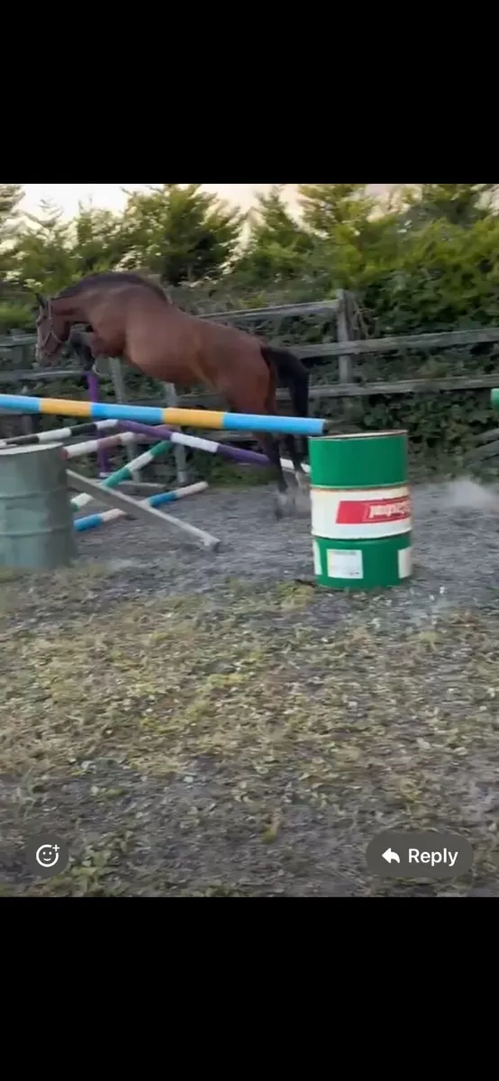 3 year old Horse by Avos Jordon Z - Image 2