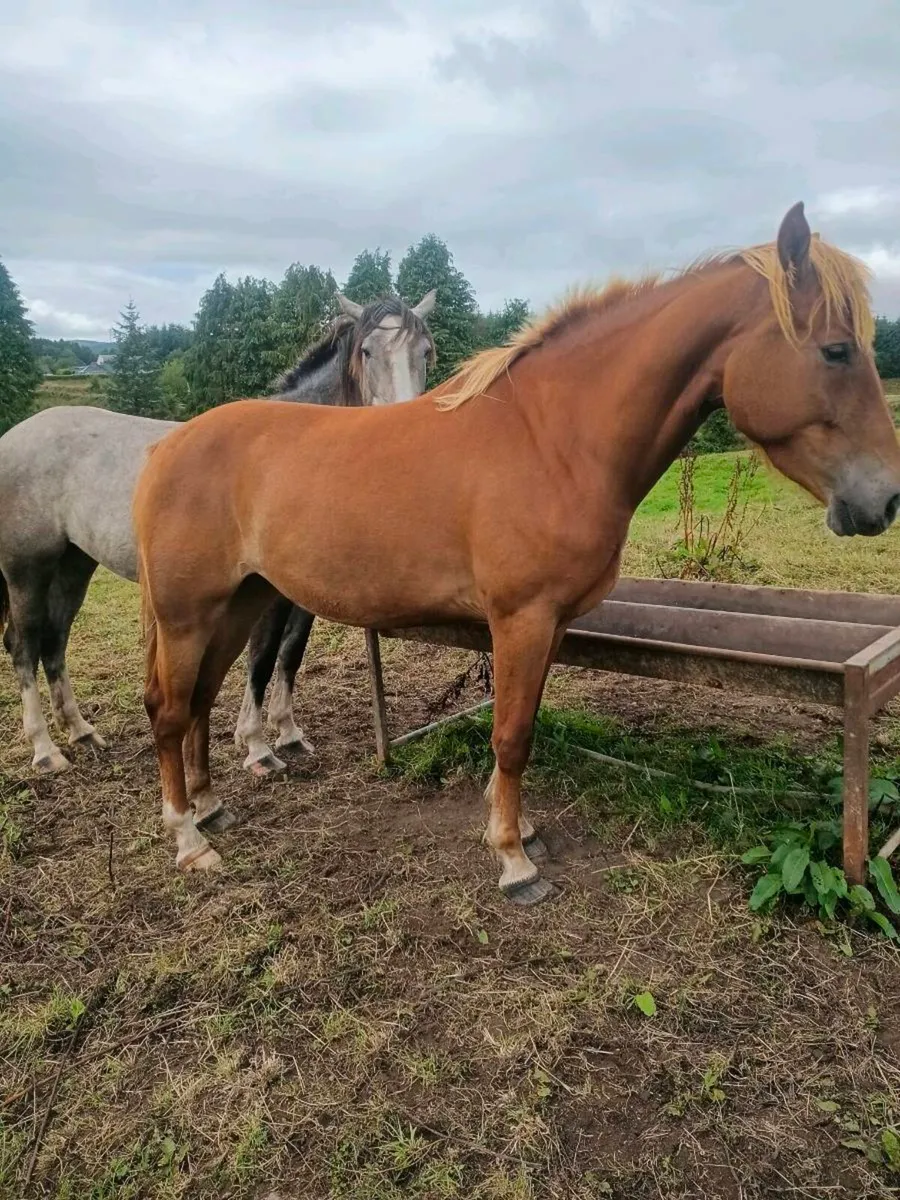 Fabulous 3yr old filly - Image 3