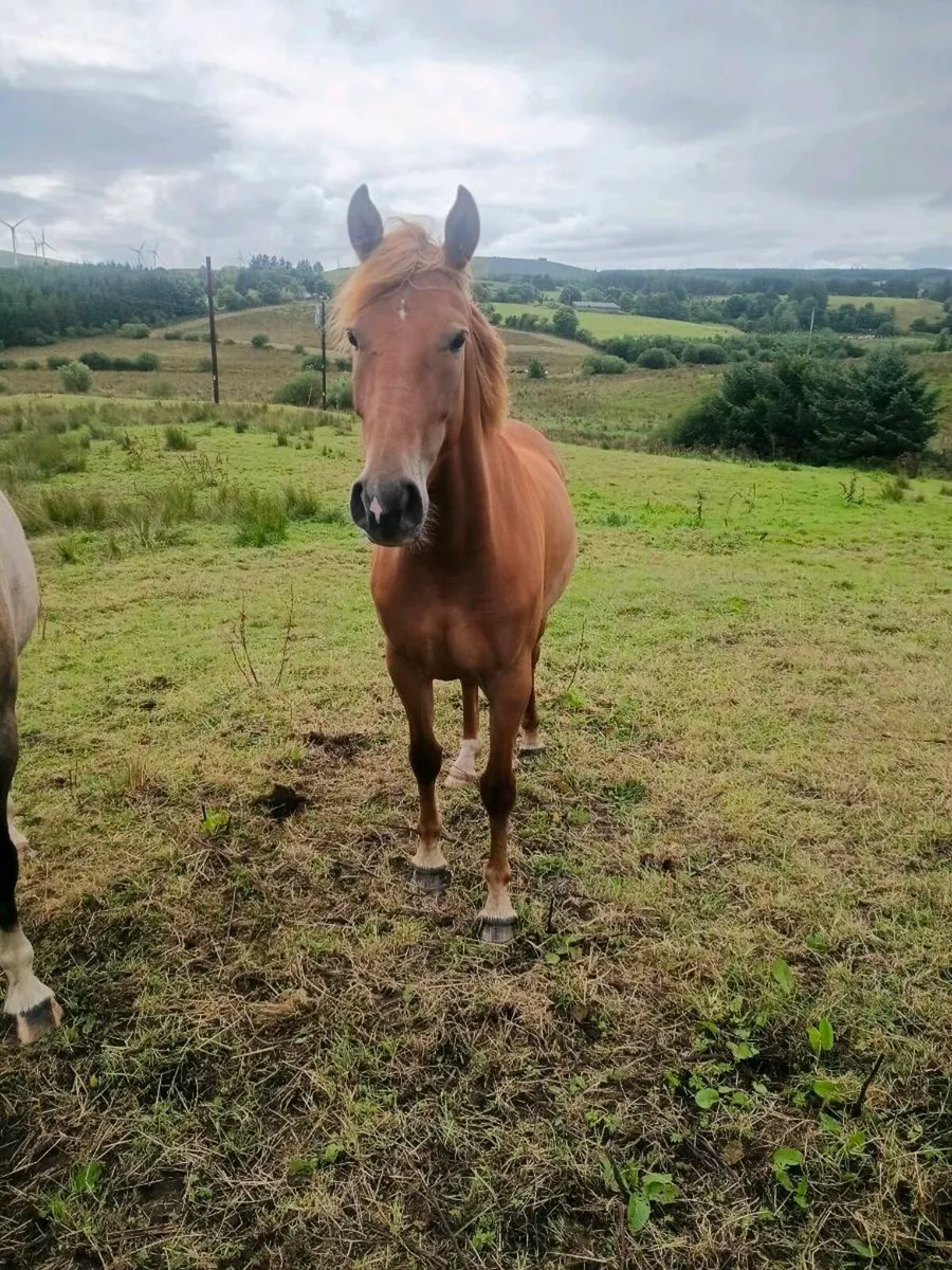 Fabulous 3yr old filly - Image 1