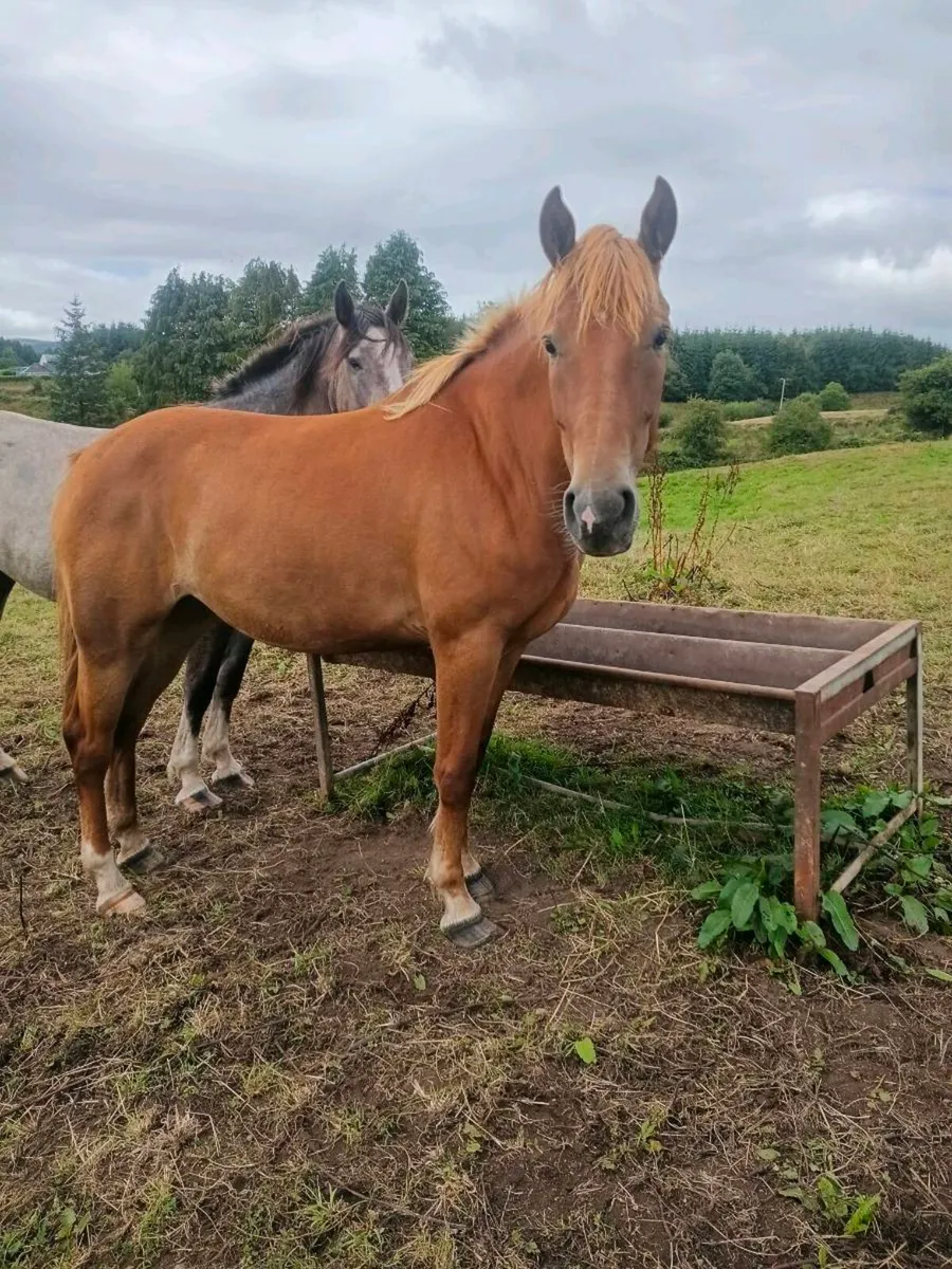 Fabulous 3yr old filly - Image 2