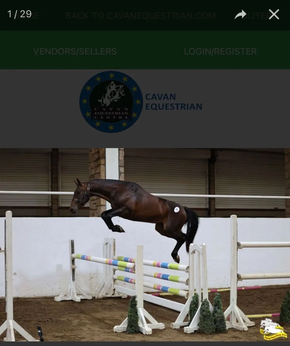 3 year old Horse by Avos Jordon Z - Image 3