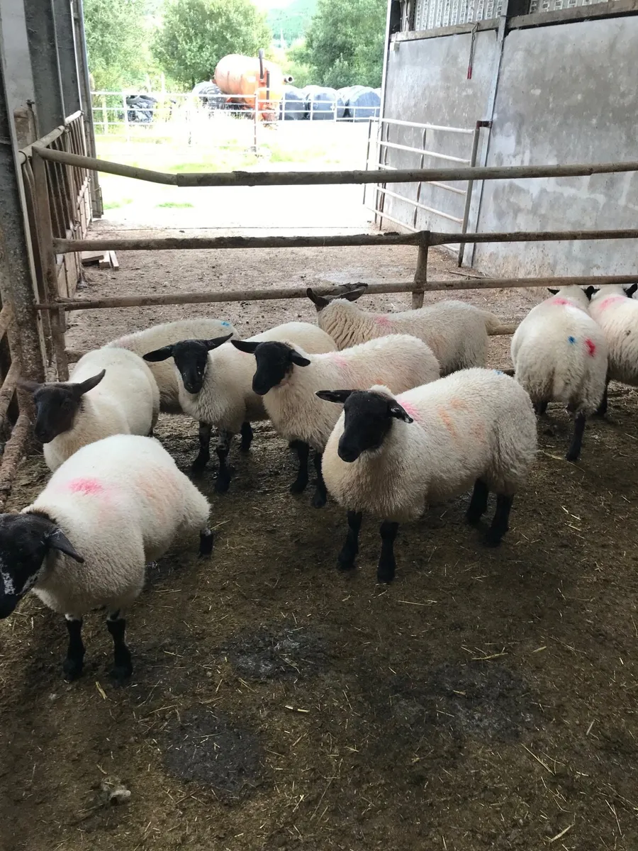 Ewe lambs - Image 1