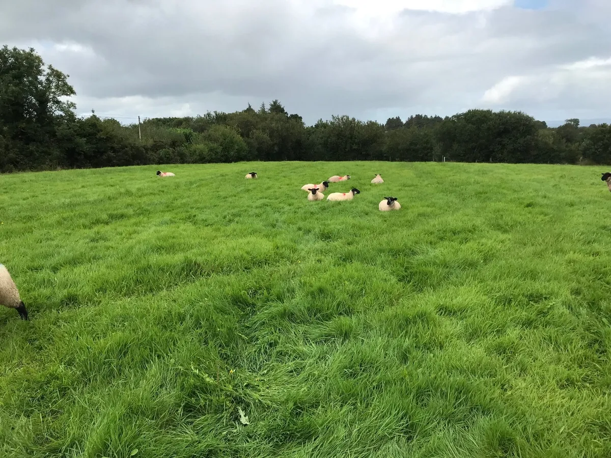 Ewe lambs - Image 3