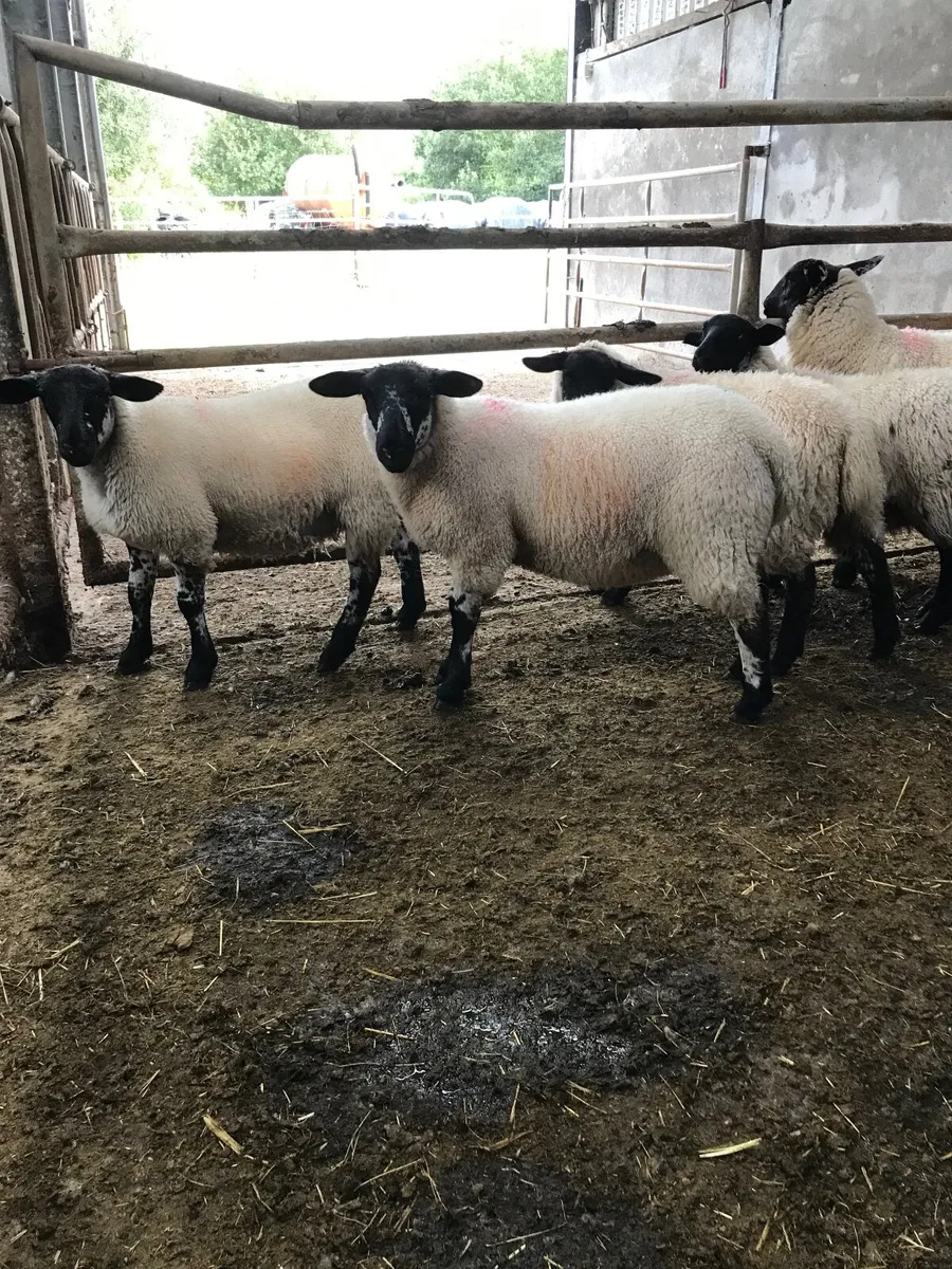 Ewe lambs - Image 4