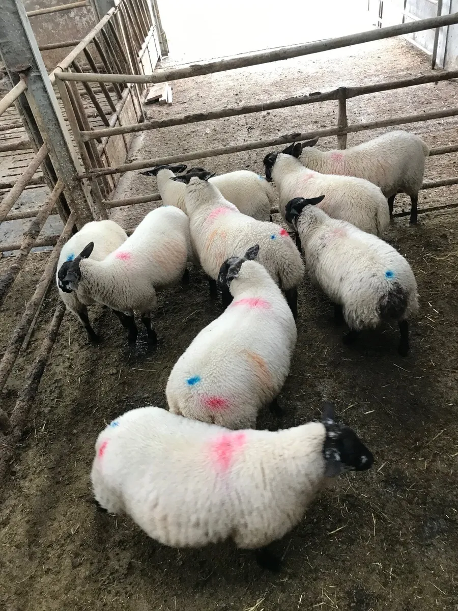 Ewe lambs - Image 2