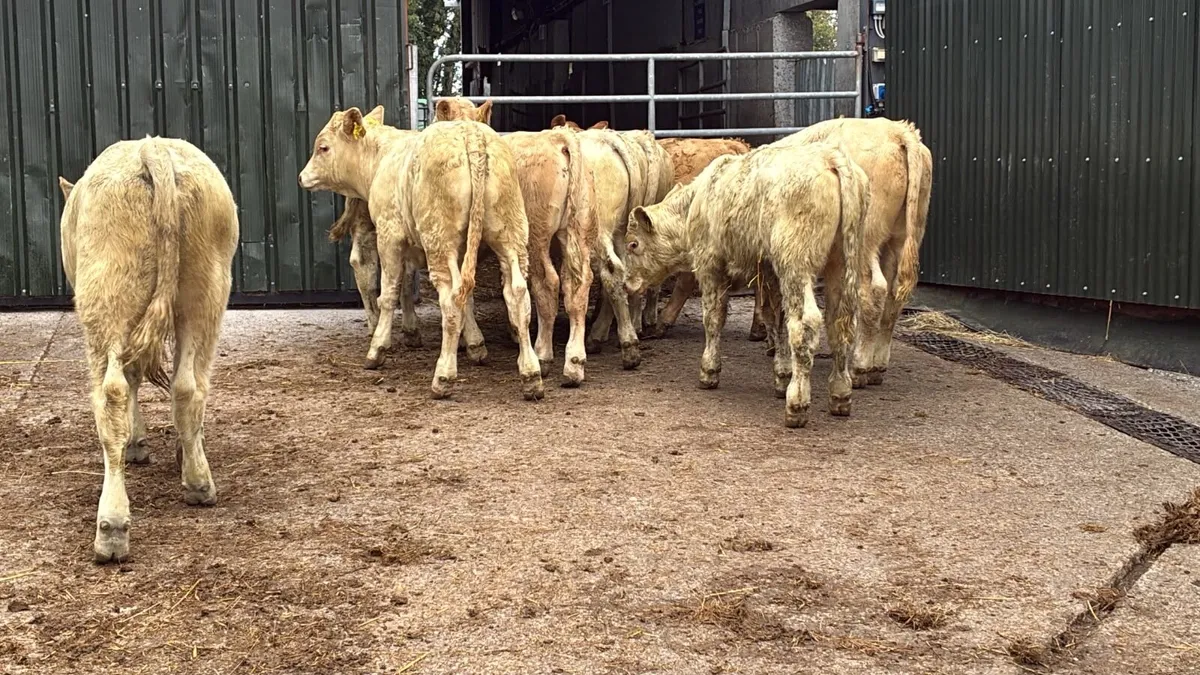 10 super 260kg charlaois bull weanlings - Image 1