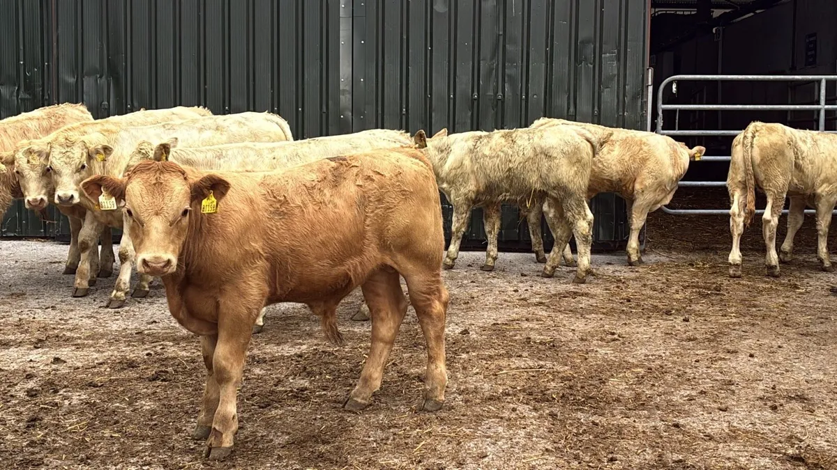 10 super 260kg charlaois bull weanlings - Image 2