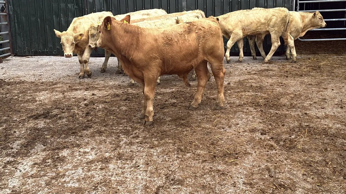 10 super 260kg charlaois bull weanlings - Image 3