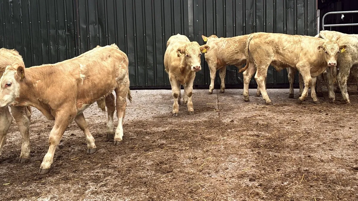 10 super 260kg charlaois bull weanlings - Image 4