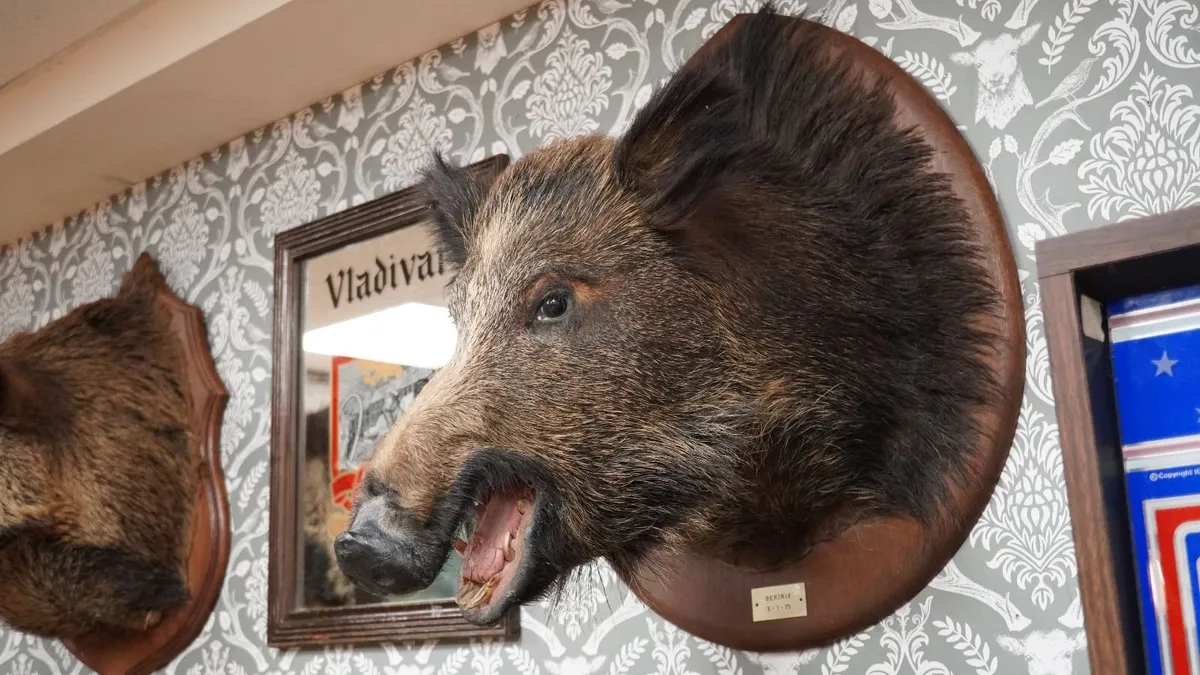 Large Vintage Taxidermy Wild Boar Head - Image 1