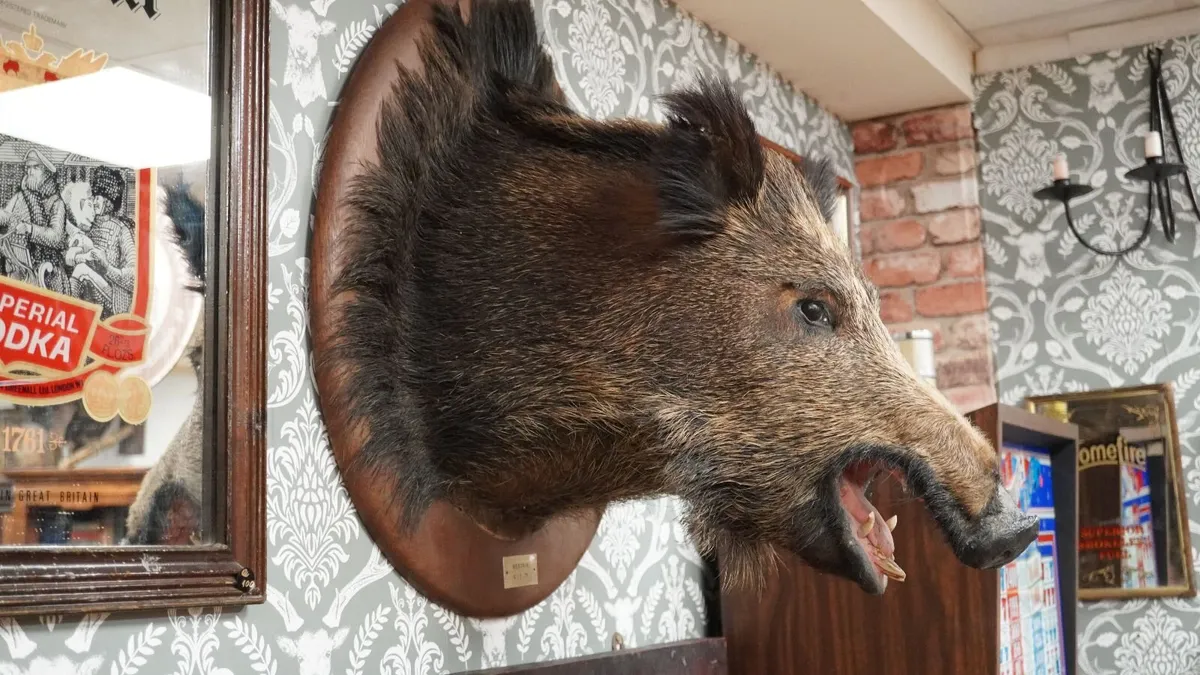 Large Vintage Taxidermy Wild Boar Head - Image 2