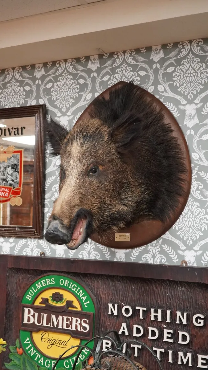 Large Vintage Taxidermy Wild Boar Head - Image 3