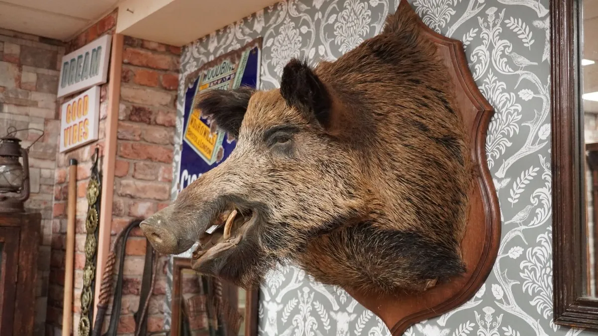 Vintage Wild Boar Shoulder Mount - Image 1