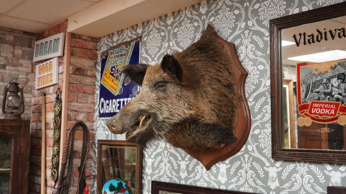 Vintage Wild Boar Shoulder Mount - Image 2