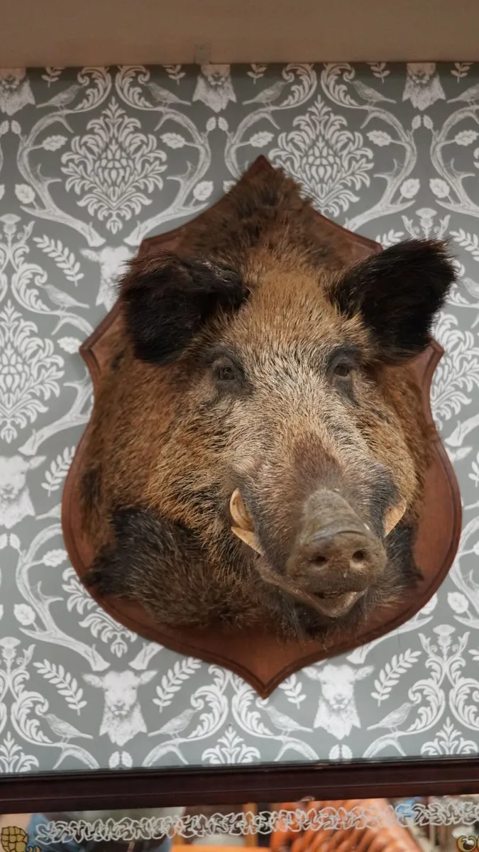 Vintage Wild Boar Shoulder Mount - Image 3